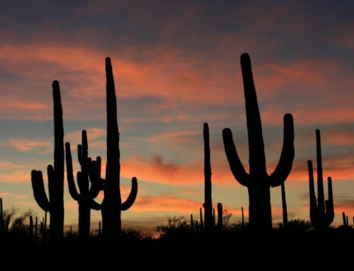 USA, South Arizona 2009